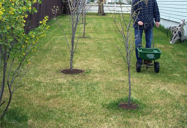 Winter Lawn Seeding